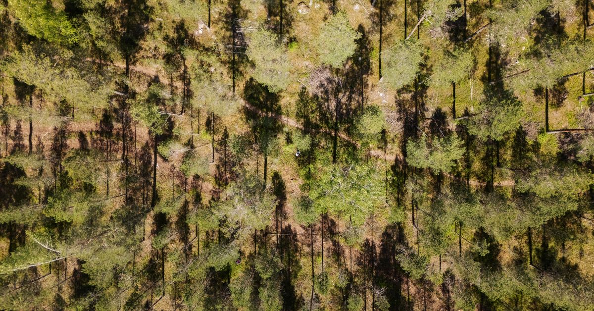 Onko Järvenpään sarjamurhaaja vain myytti? Julma metsämurha nostaa vanhat kysymykset uudelleen esiin