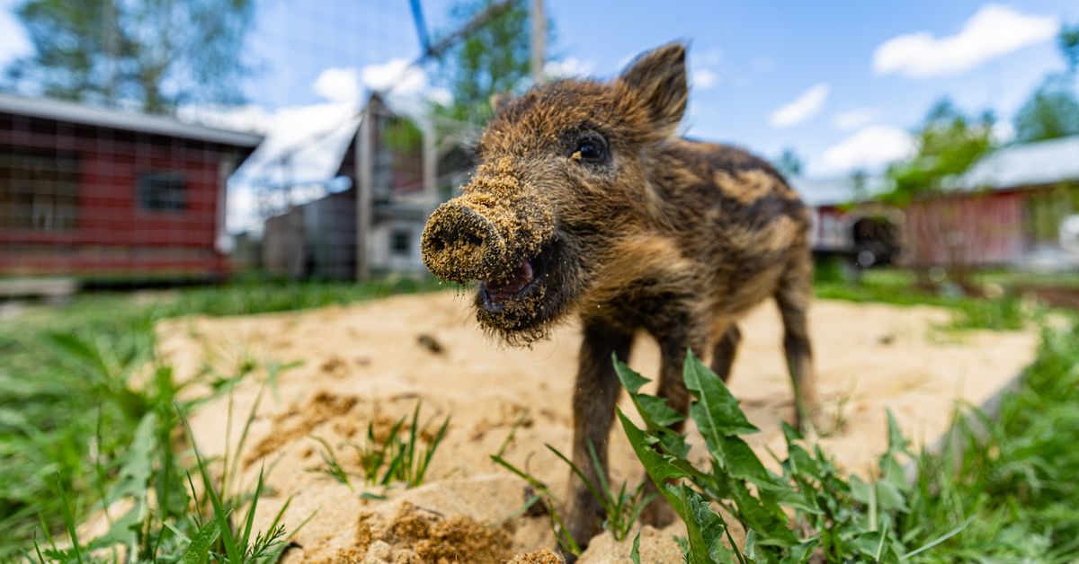 Sometähti villisika-Seppo on kuollut