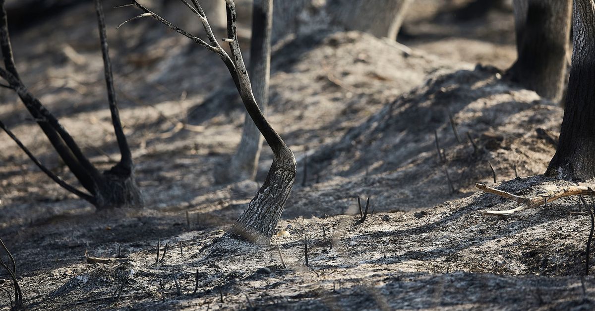 Suomessa aletaan estää maastopaloja erikoisella tavalla: sytyttämällä tulipaloja – kuvituskuva